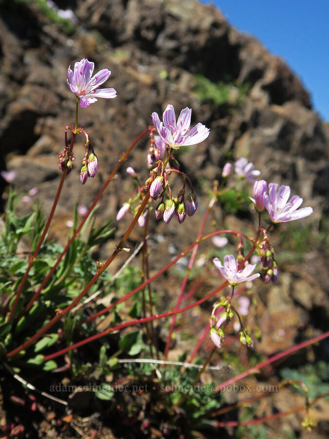 Columbia lewisia (Lewisia columbiana) [Mount Townsend, Buckhorn Wilderness, Clallam County, Washington]