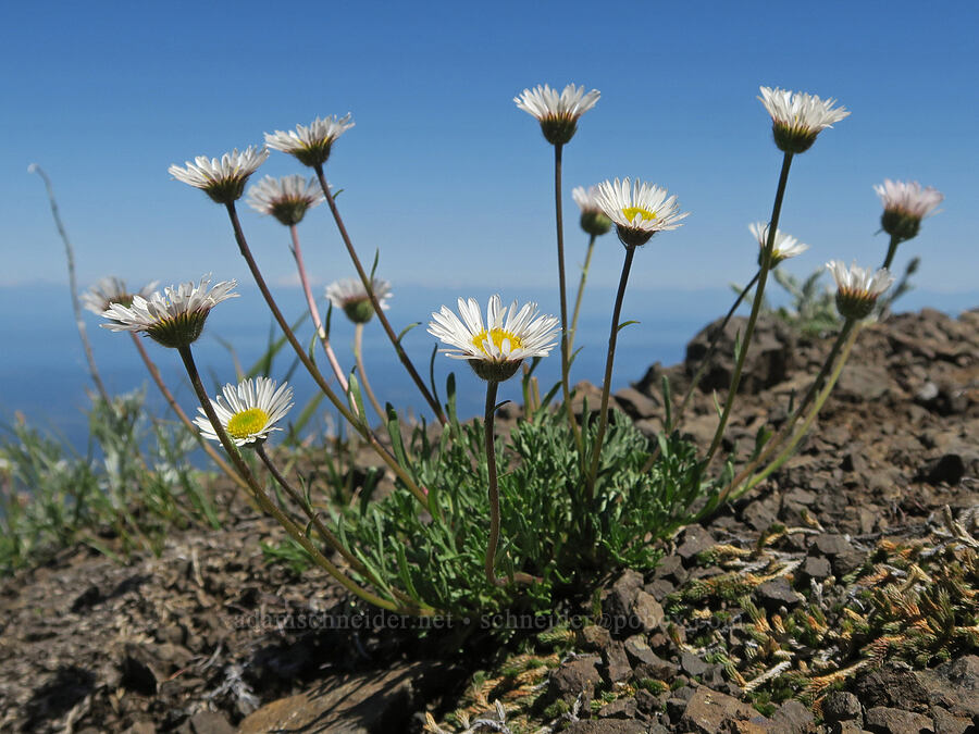cut-leaf fleabane (Erigeron compositus) [Mount Townsend, Buckhorn Wilderness, Clallam County, Washington]