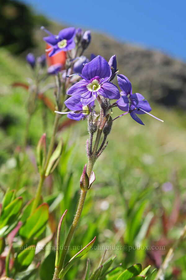 Cusick's speedwell (Veronica cusickii) [Mount Townsend, Buckhorn Wilderness, Clallam County, Washington]