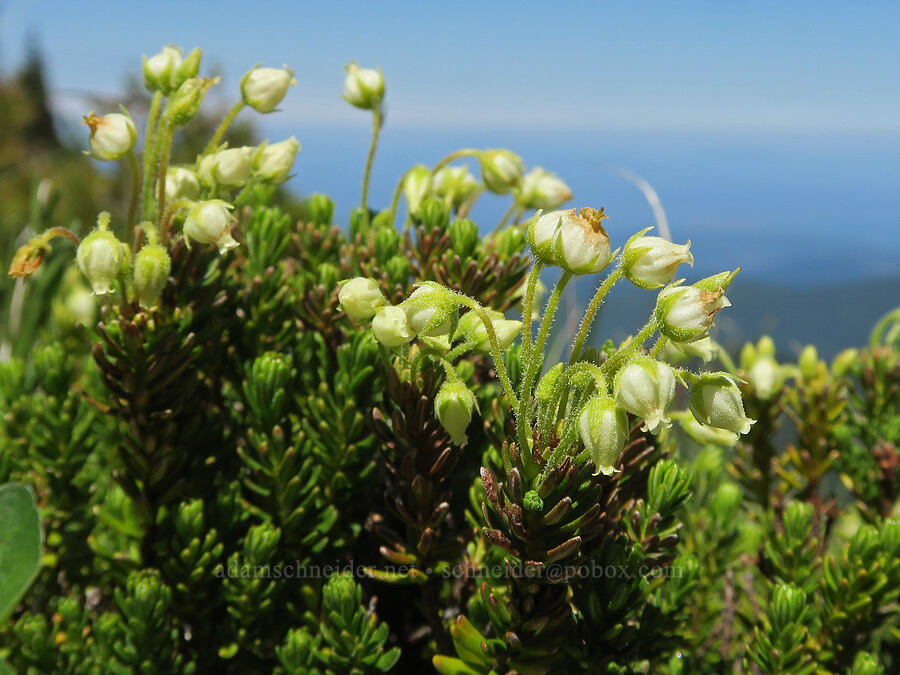 yellow mountain heather (Phyllodoce glanduliflora) [Mount Townsend, Buckhorn Wilderness, Clallam County, Washington]