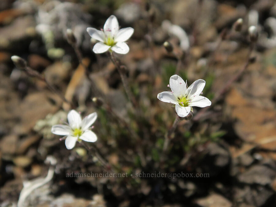 boreal sandwort (Minuartia rubella (Arenaria rubella) (Sabulina rubella)) [Mount Townsend, Buckhorn Wilderness, Clallam County, Washington]