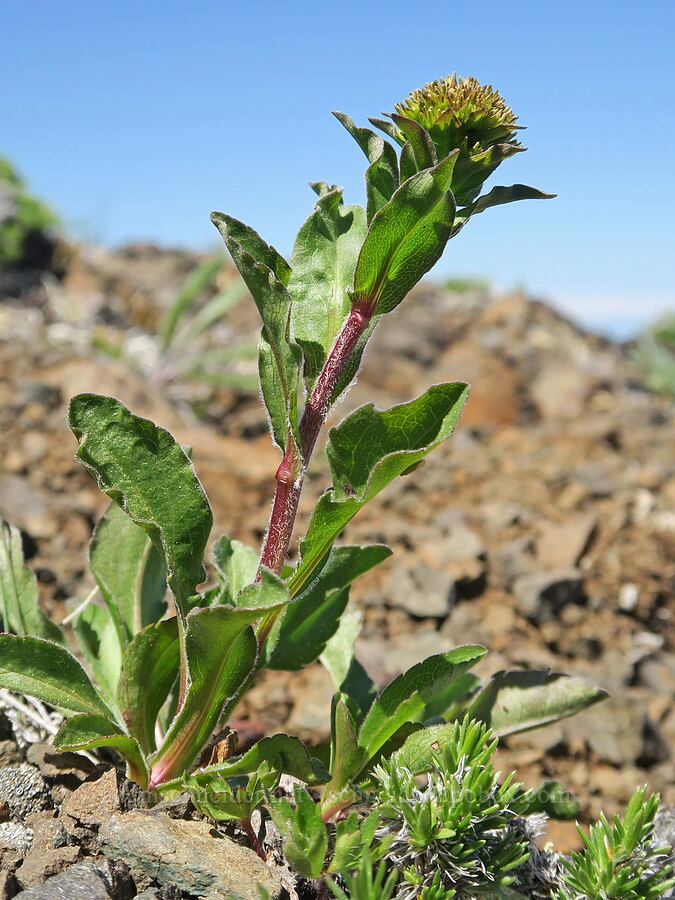 northern goldenrod (Solidago multiradiata) [Mount Townsend, Buckhorn Wilderness, Clallam County, Washington]