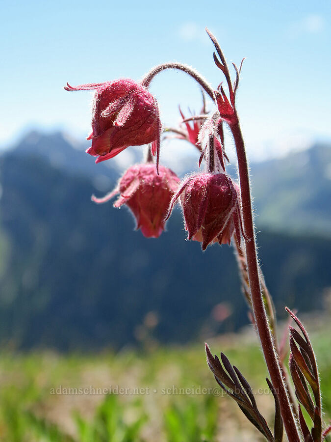 prairie smoke (Geum triflorum) [Mount Townsend, Buckhorn Wilderness, Clallam County, Washington]