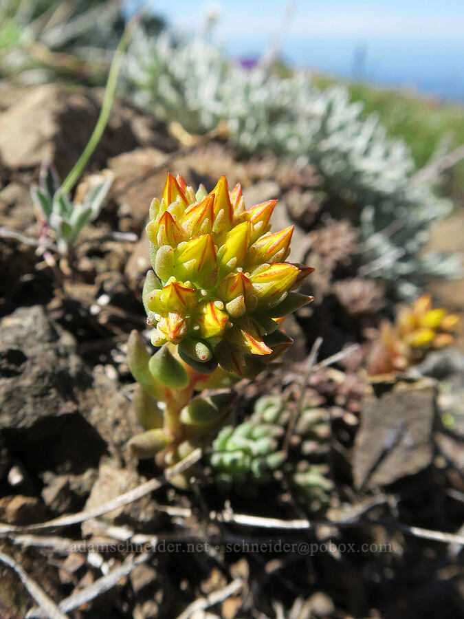 lance-leaf stonecrop, budding (Sedum lanceolatum) [Mount Townsend, Buckhorn Wilderness, Clallam County, Washington]