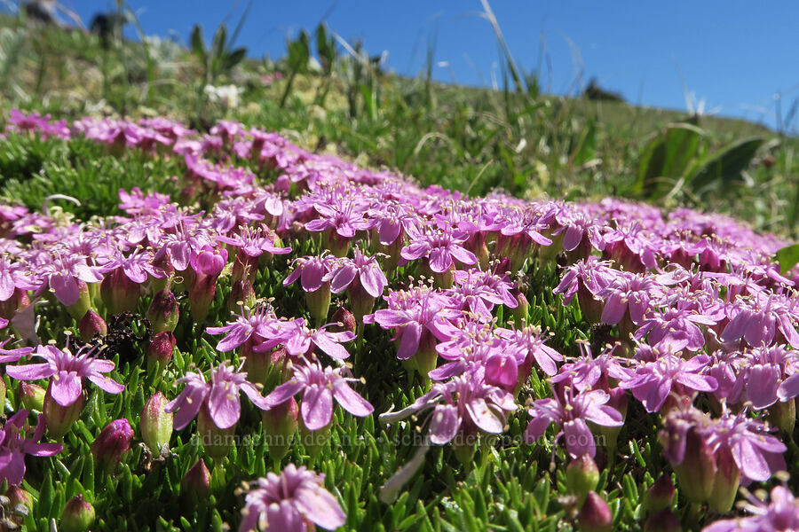 moss campion (Silene acaulis) [Mount Townsend, Buckhorn Wilderness, Clallam County, Washington]