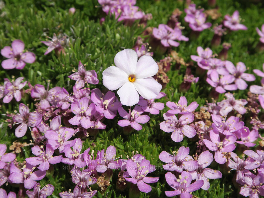 spreading phlox & moss campion (Phlox diffusa, Silene acaulis) [Mount Townsend, Buckhorn Wilderness, Clallam County, Washington]
