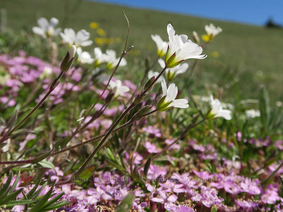 chickweed & moss campion (Cerastium arvense ssp. strictum, Silene acaulis) [Mount Townsend, Buckhorn Wilderness, Clallam County, Washington]