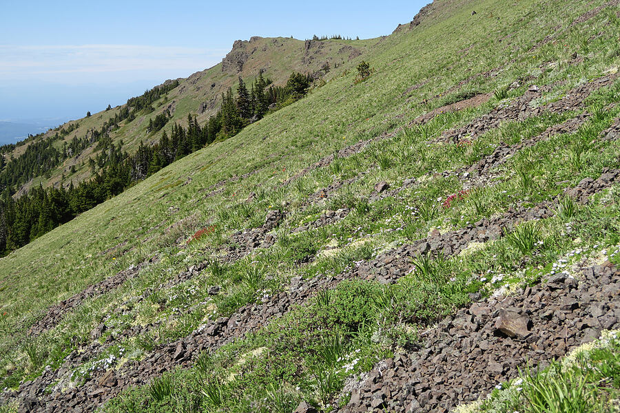 rock runnels [Mount Townsend, Buckhorn Wilderness, Jefferson County, Washington]