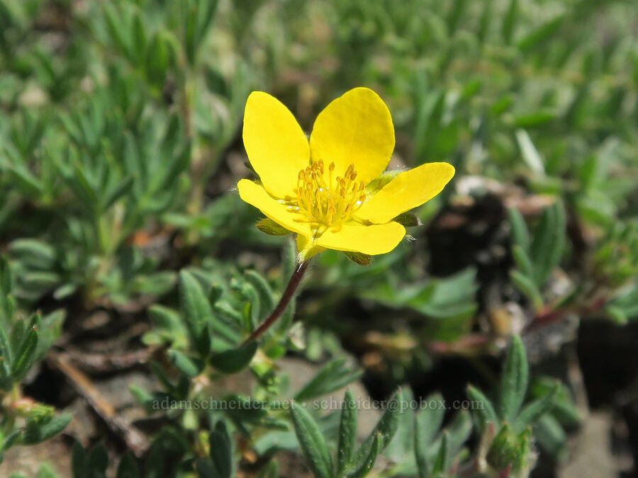 shrubby cinquefoil (Dasiphora fruticosa (Potentilla fruticosa)) [Mount Townsend, Buckhorn Wilderness, Jefferson County, Washington]