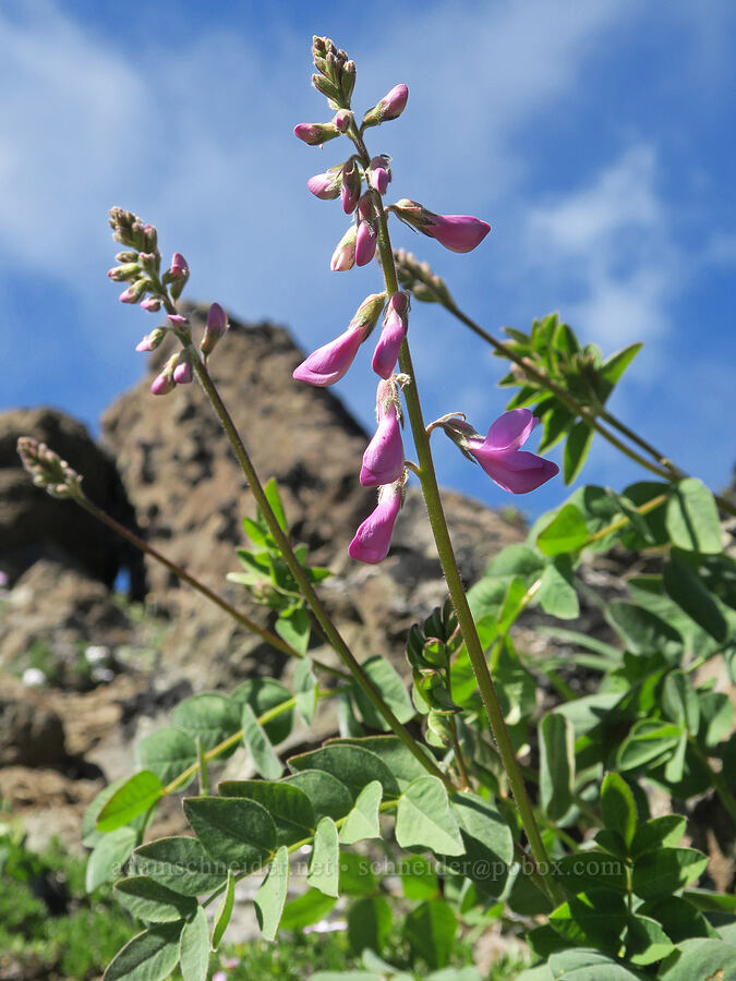 western sweet-vetch (Hedysarum occidentale) [Mount Townsend, Buckhorn Wilderness, Jefferson County, Washington]