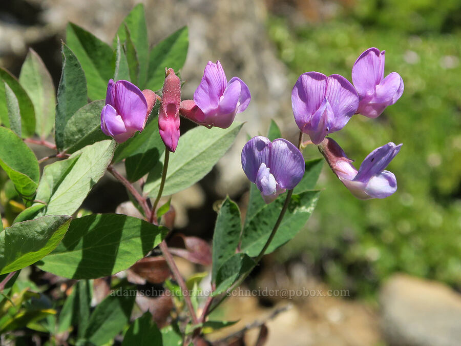Sierra pea-vine (Lathyrus nevadensis) [Mount Townsend, Buckhorn Wilderness, Jefferson County, Washington]