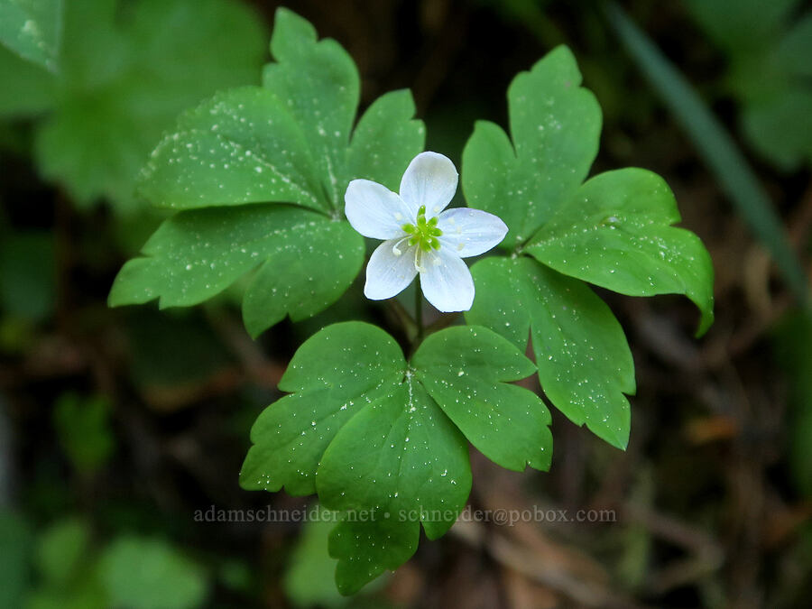 Lyall's anemone (Anemone lyallii (Anemonoides grayi)) [Silver Lake Trail, Buckhorn Wilderness, Jefferson County, Washington]