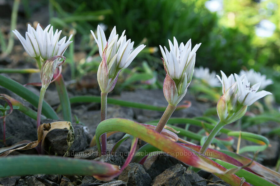 Olympic onions (Allium crenulatum) [Mount Townsend Trail, Buckhorn Wilderness, Jefferson County, Washington]