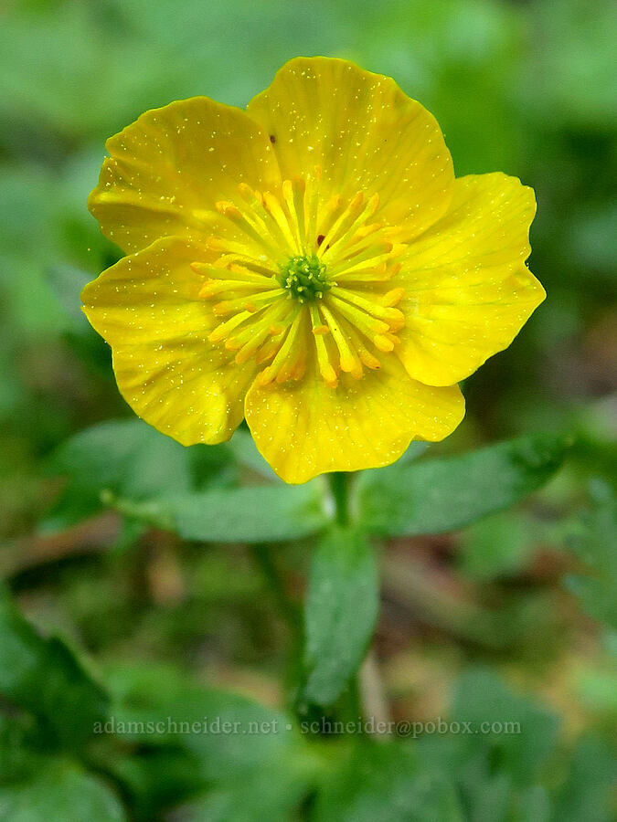 snow buttercup (Ranunculus eschscholtzii) [Mount Townsend Trail, Buckhorn Wilderness, Jefferson County, Washington]