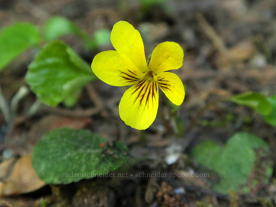 evergreen violet (Viola sempervirens) [Mount Townsend Trail, Buckhorn Wilderness, Jefferson County, Washington]