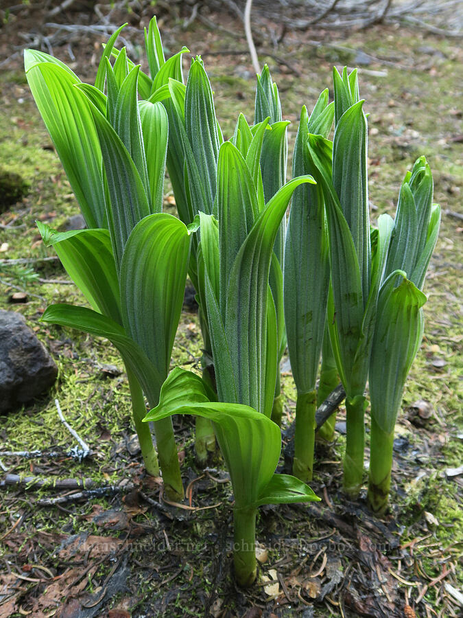 corn lilies (Veratrum viride var. eschscholtzianum (Veratrum eschscholtzii)) [Mount Townsend Trail, Buckhorn Wilderness, Jefferson County, Washington]
