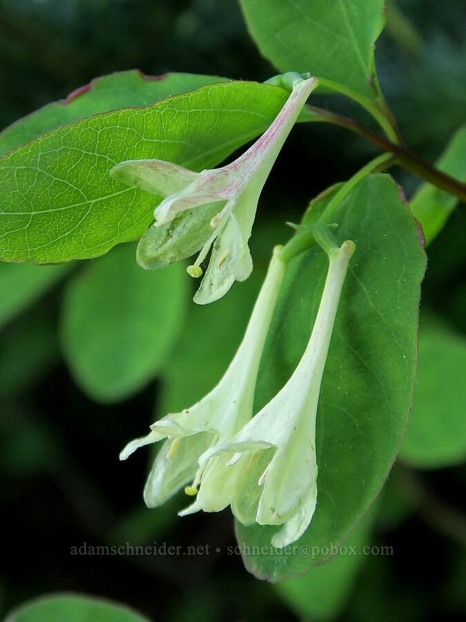 Utah honeysuckle flowers (Lonicera utahensis) [Mount Townsend Trail, Buckhorn Wilderness, Jefferson County, Washington]