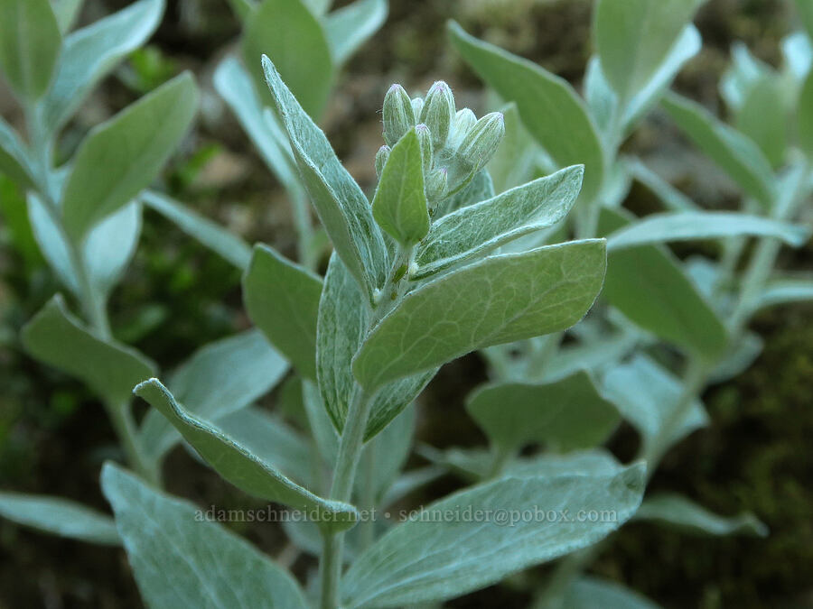 silver-back luina, budding (Luina hypoleuca) [Mount Townsend Trail, Buckhorn Wilderness, Jefferson County, Washington]