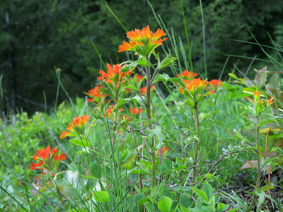 harsh paintbrush (Castilleja hispida) [Mount Townsend Trail, Buckhorn Wilderness, Jefferson County, Washington]