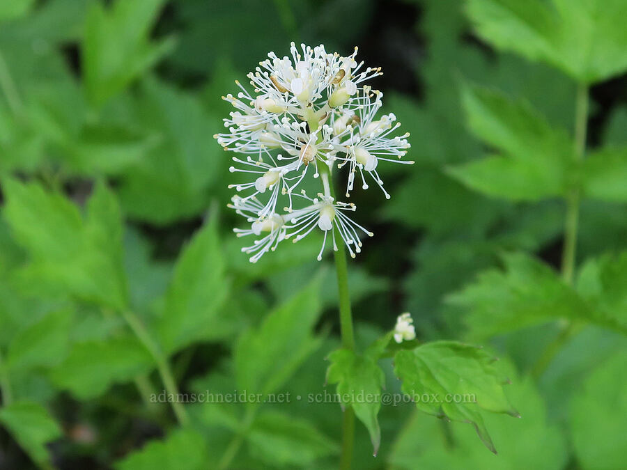 baneberry (Actaea rubra) [Mount Townsend Trail, Buckhorn Wilderness, Jefferson County, Washington]