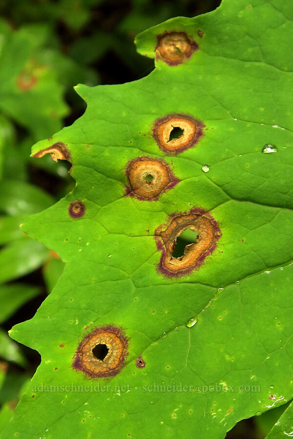 holes in vanilla-leaf leaves (Achlys triphylla) [Pacific Crest Trail, Gifford Pinchot National Forest, Skamania County, Washington]