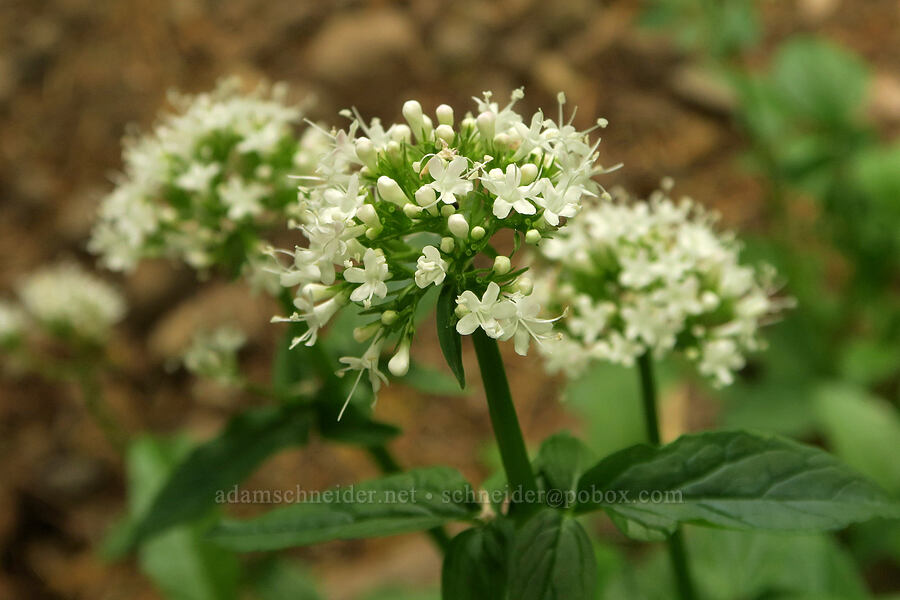 Scouler's valerian (Valeriana scouleri (Valeriana sitchensis ssp. scouleri)) [Pacific Crest Trail, Gifford Pinchot National Forest, Skamania County, Washington]