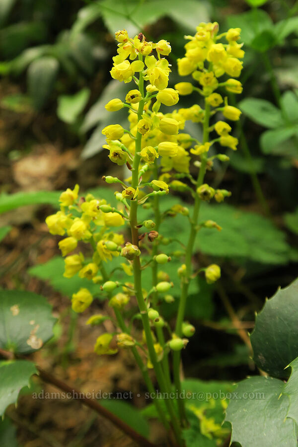 Cascade Oregon-grape (Mahonia nervosa (Berberis nervosa)) [Pacific Crest Trail, Gifford Pinchot National Forest, Skamania County, Washington]