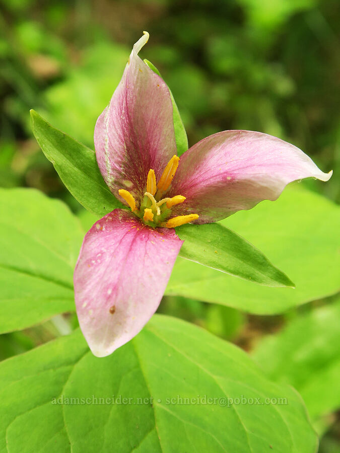 trillium, fading (Trillium ovatum) [Pacific Crest Trail, Gifford Pinchot National Forest, Skamania County, Washington]