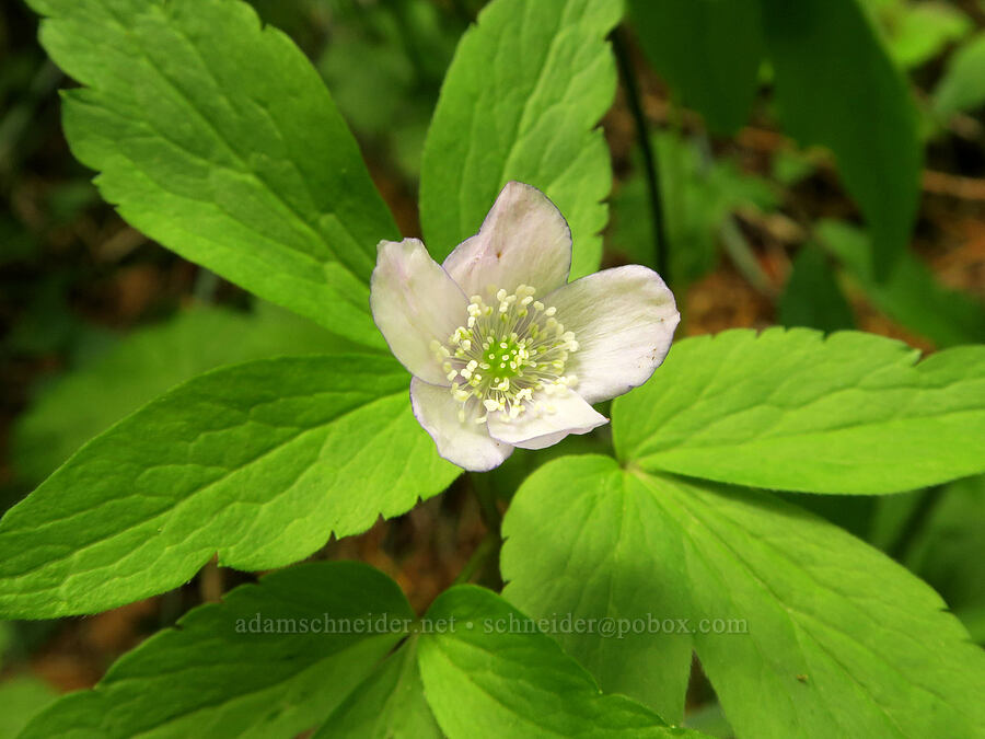 Oregon anemone (Anemone oregana (Anemonoides oregana)) [Pacific Crest Trail, Gifford Pinchot National Forest, Skamania County, Washington]