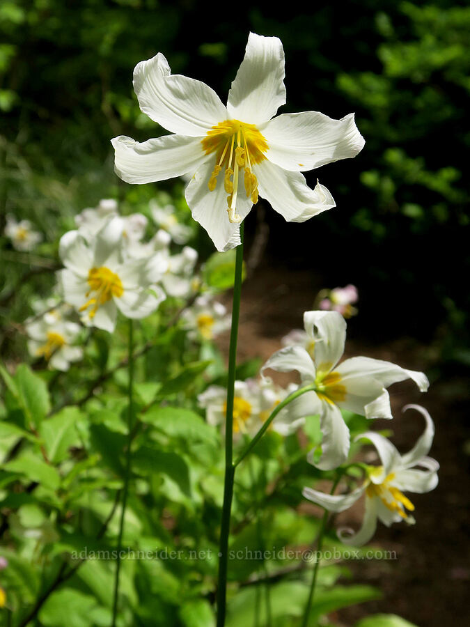 avalanche lilies (Erythronium montanum) [Three Corner Rock Trail, Gifford Pinchot National Forest, Skamania County, Washington]