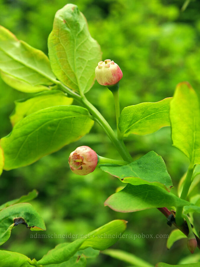 oval-leaf blueberry flowers (Vaccinium ovalifolium) [Three Corner Rock Trail, Gifford Pinchot National Forest, Skamania County, Washington]