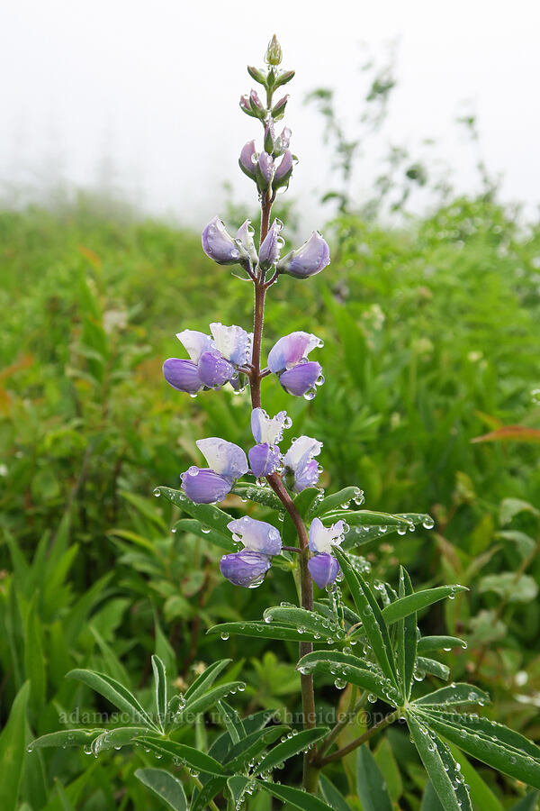 broad-leaf lupine (Lupinus latifolius) [Three Corner Rock Trail, Gifford Pinchot National Forest, Skamania County, Washington]