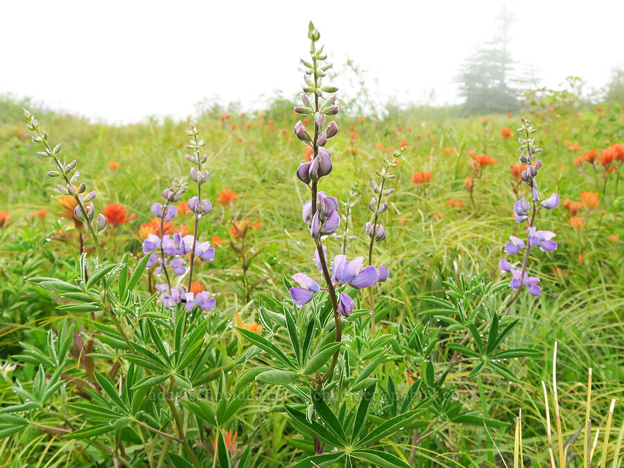 lupine & paintbrush (Lupinus latifolius, Castilleja miniata) [Three Corner Rock Trail, Gifford Pinchot National Forest, Skamania County, Washington]