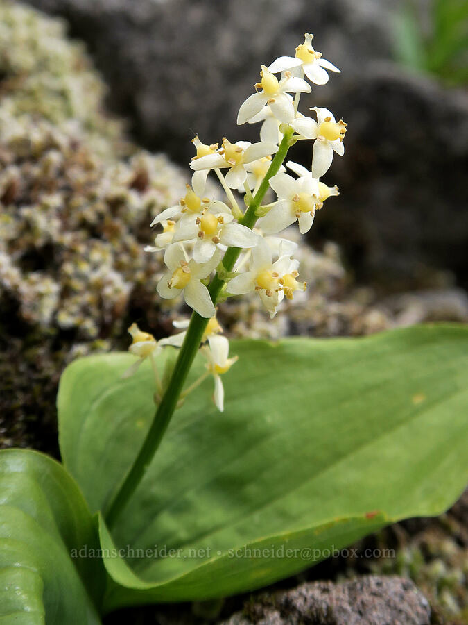 false lily-of-the-valley (Maianthemum dilatatum) [Three Corner Rock, Gifford Pinchot National Forest, Skamania County, Washington]