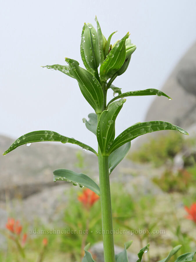tiger lily, budding (Lilium columbianum) [Three Corner Rock, Gifford Pinchot National Forest, Skamania County, Washington]