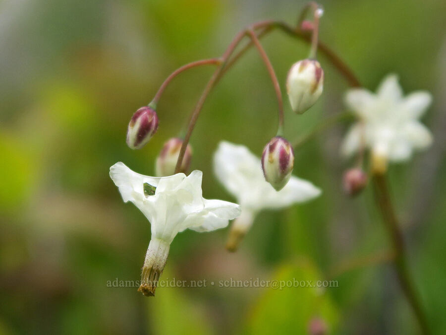 inside-out flowers (Vancouveria hexandra) [Three Corner Rock, Gifford Pinchot National Forest, Skamania County, Washington]