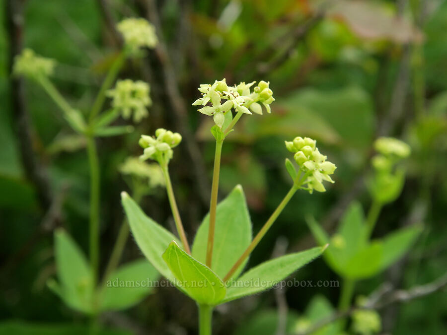 Oregon bedstraw (Galium oreganum) [Three Corner Rock Trail, Gifford Pinchot National Forest, Skamania County, Washington]