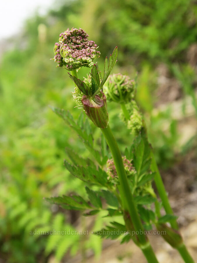 lovage, budding (Ligusticum sp.) [Three Corner Rock Trail, Gifford Pinchot National Forest, Skamania County, Washington]