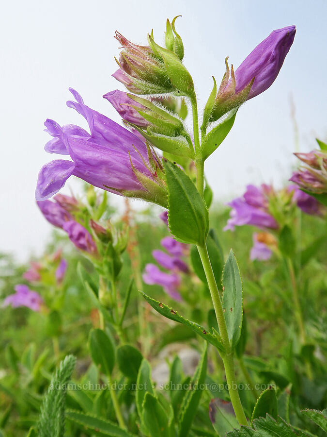 Cardwell's penstemon (Penstemon cardwellii) [Three Corner Rock Trail, Gifford Pinchot National Forest, Skamania County, Washington]