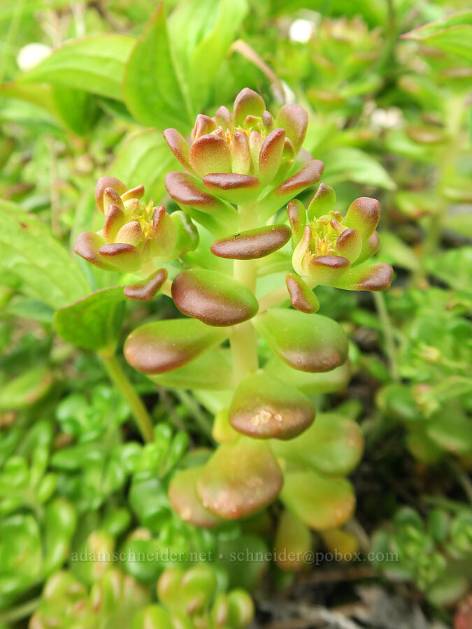 Oregon stonecrop, budding (Sedum oreganum) [Three Corner Rock Trail, Gifford Pinchot National Forest, Skamania County, Washington]