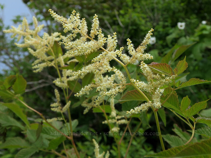 goat's-beard (Aruncus dioicus (Aruncus sylvester)) [Three Corner Rock Trail, Gifford Pinchot National Forest, Skamania County, Washington]