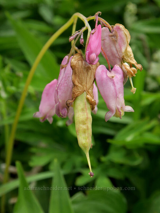 bleeding hearts, going to seed (Dicentra formosa) [Three Corner Rock Trail, Gifford Pinchot National Forest, Skamania County, Washington]