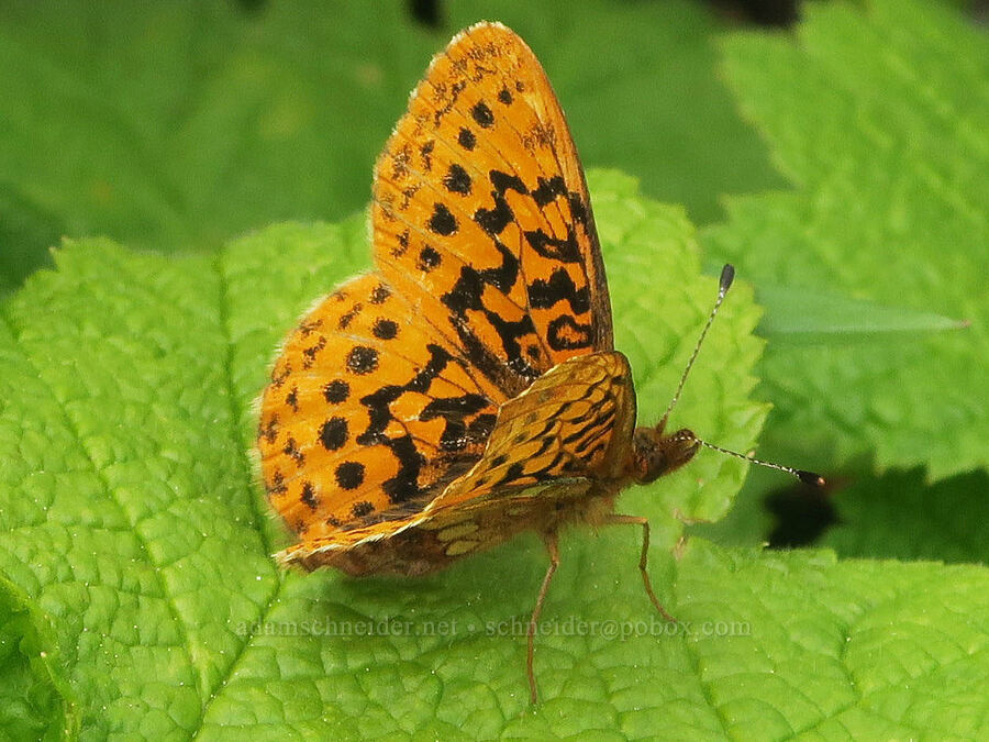 Pacific fritillary butterfly (Boloria epithore) [Three Corner Rock Trail, Gifford Pinchot National Forest, Skamania County, Washington]