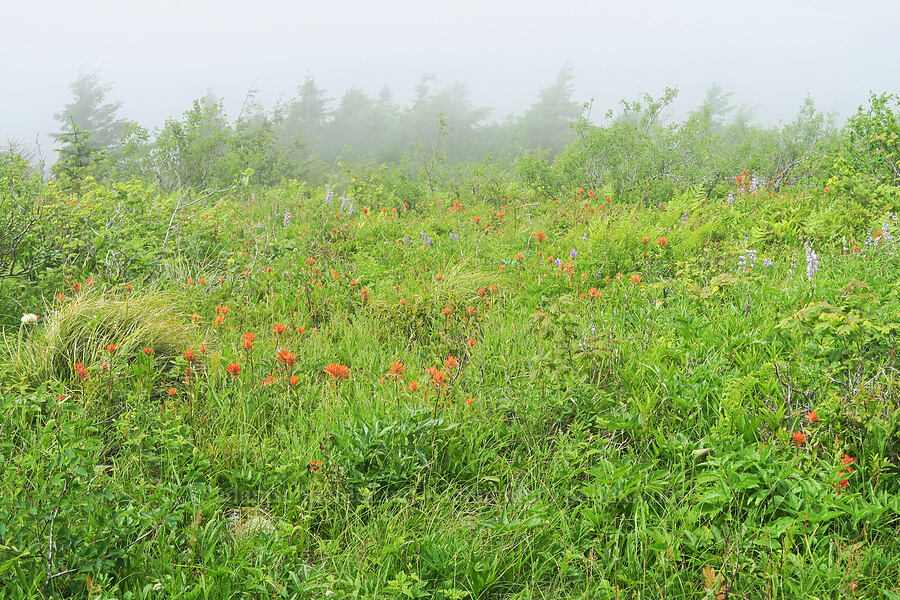 wildflowers [Three Corner Rock Trail, Gifford Pinchot National Forest, Skamania County, Washington]
