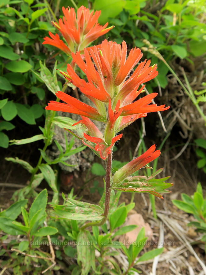 harsh paintbrush (Castilleja hispida) [Three Corner Rock Trail, Gifford Pinchot National Forest, Skamania County, Washington]