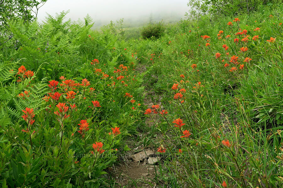 scarlet paintbrush (Castilleja miniata) [Three Corner Rock Trail, Gifford Pinchot National Forest, Skamania County, Washington]