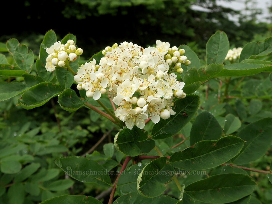 Sitka mountain-ash (Sorbus sitchensis) [Three Corner Rock Trail, Gifford Pinchot National Forest, Skamania County, Washington]
