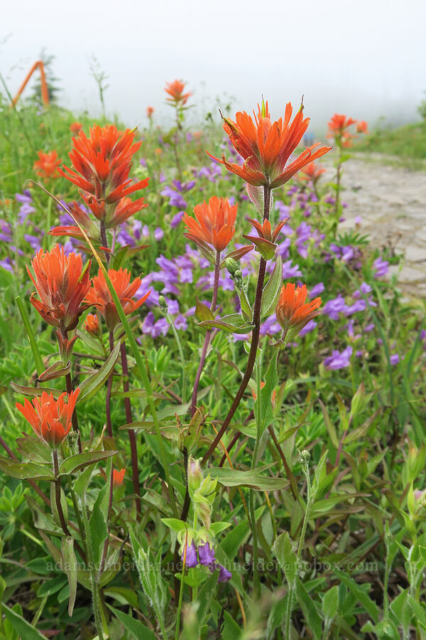 paintbrush & penstemon (Castilleja miniata, Penstemon cardwellii) [Three Corner Rock Trail, Gifford Pinchot National Forest, Skamania County, Washington]