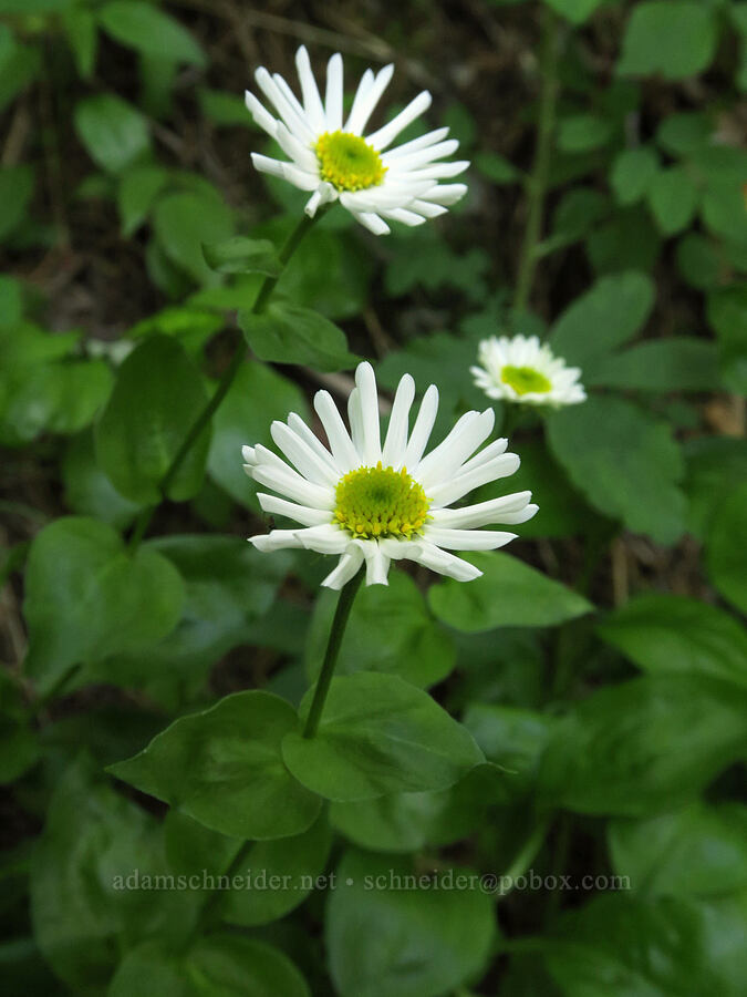 Howell's fleabane (Erigeron howellii (Erigeron salsuginosus var. howellii)) [Pacific Crest Trail, Gifford Pinchot National Forest, Skamania County, Washington]