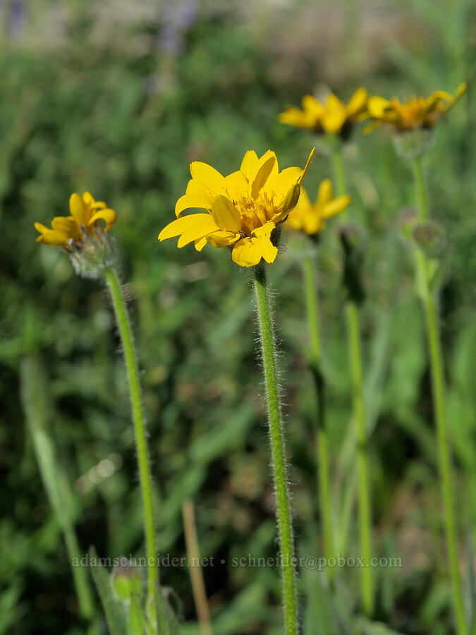 arnica (Arnica sp.) [Tiffany Springs Campground, Okanogan-Wenatchee National Forest, Okanogan County, Washington]